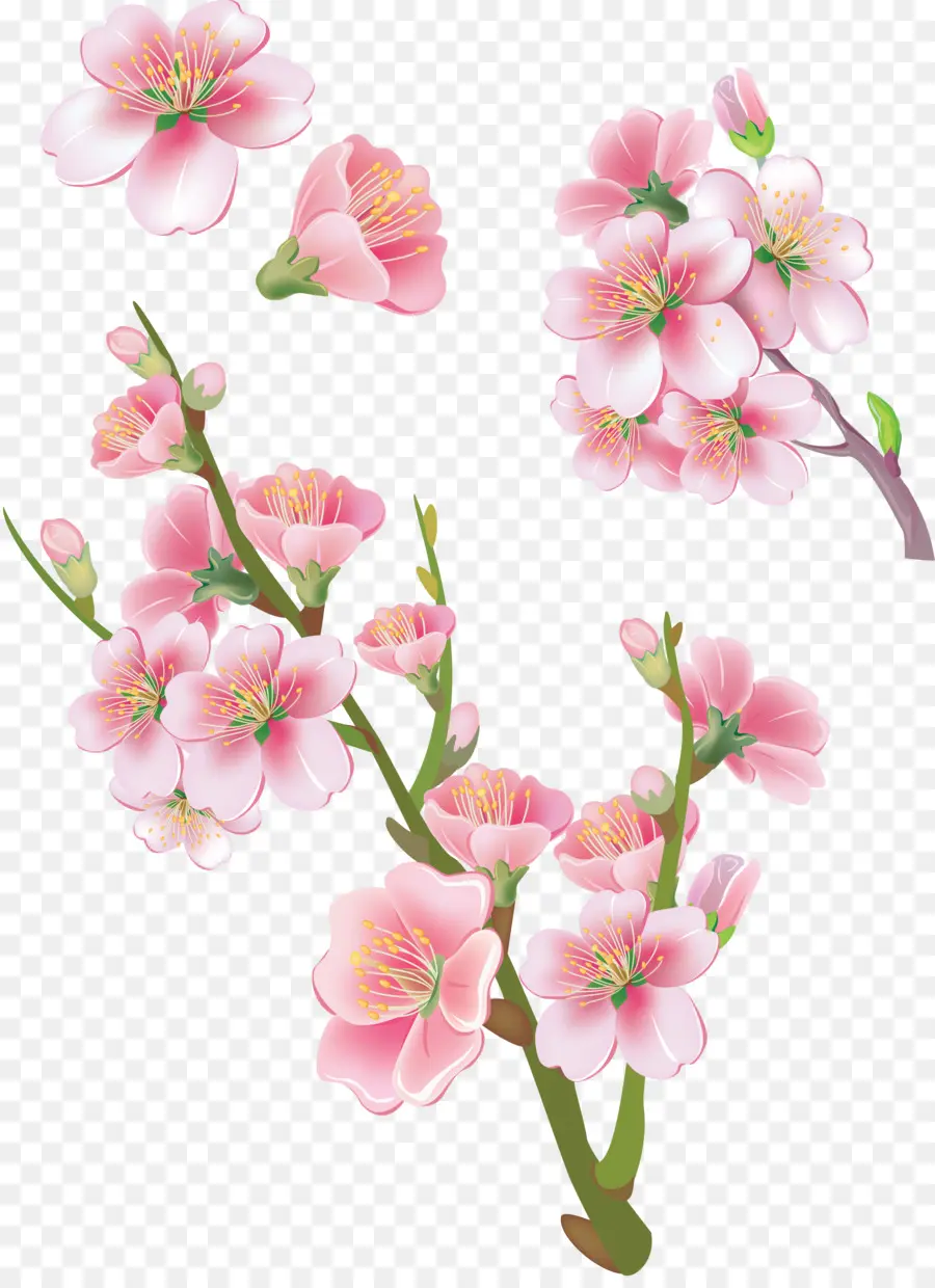 Flor，De Los Cerezos En Flor PNG