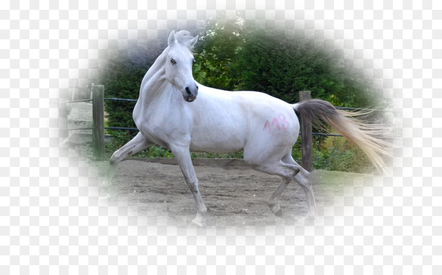 Caballo Blanco，Correr PNG