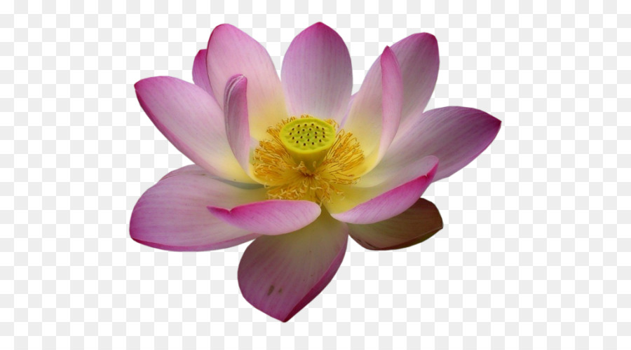 Nelumbo，Flor PNG