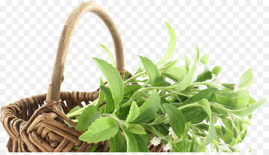 La Stevia，Candyleaf PNG