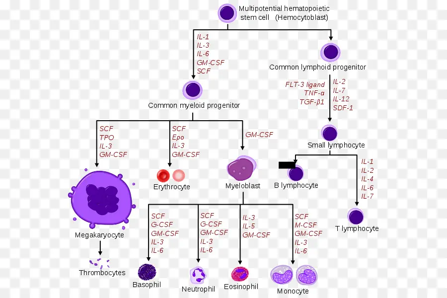 Hematopoyesis，Células PNG