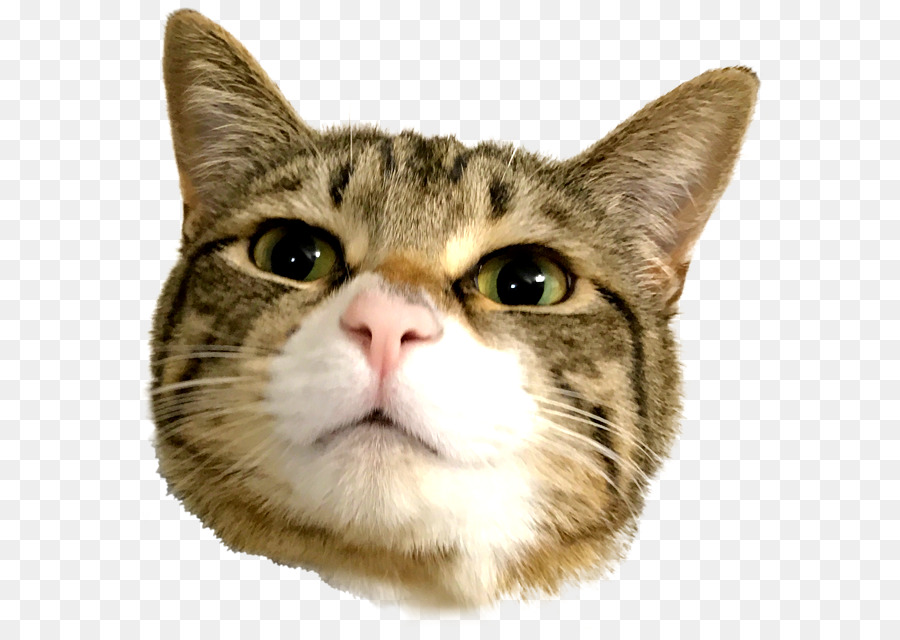 Gato，Mascota PNG