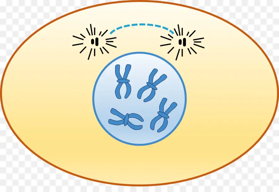 Profase，La Interfase PNG