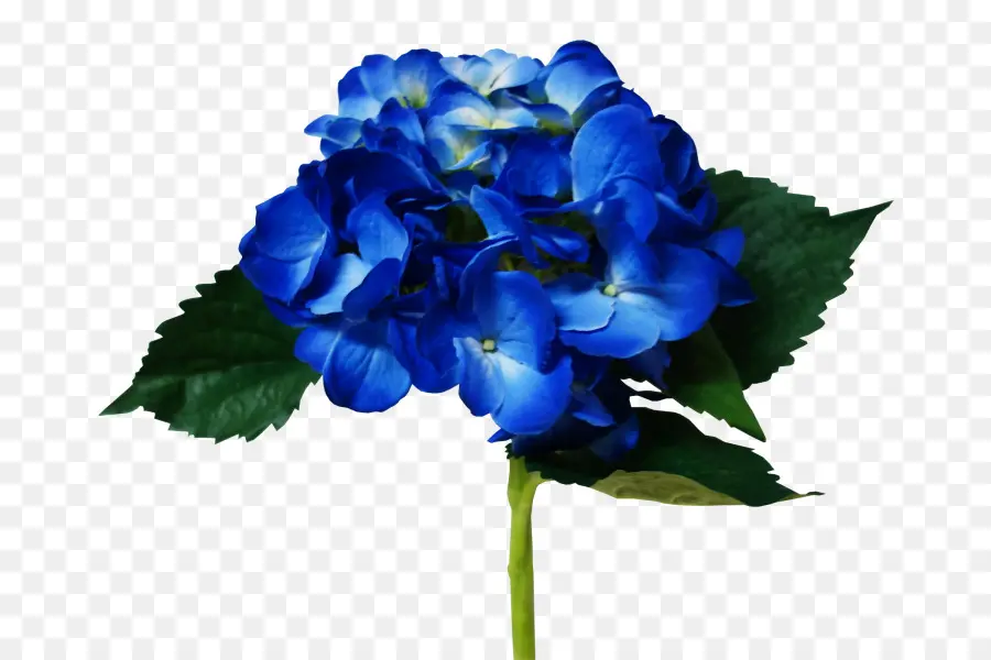 Hortensia，Las Flores Cortadas PNG