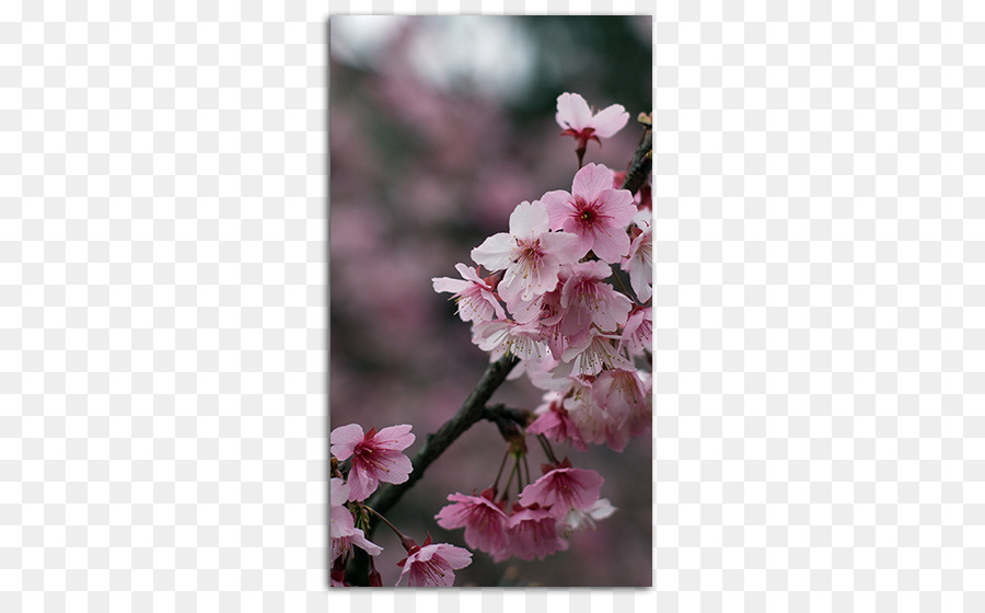 Flores De Cerezo，Flores PNG