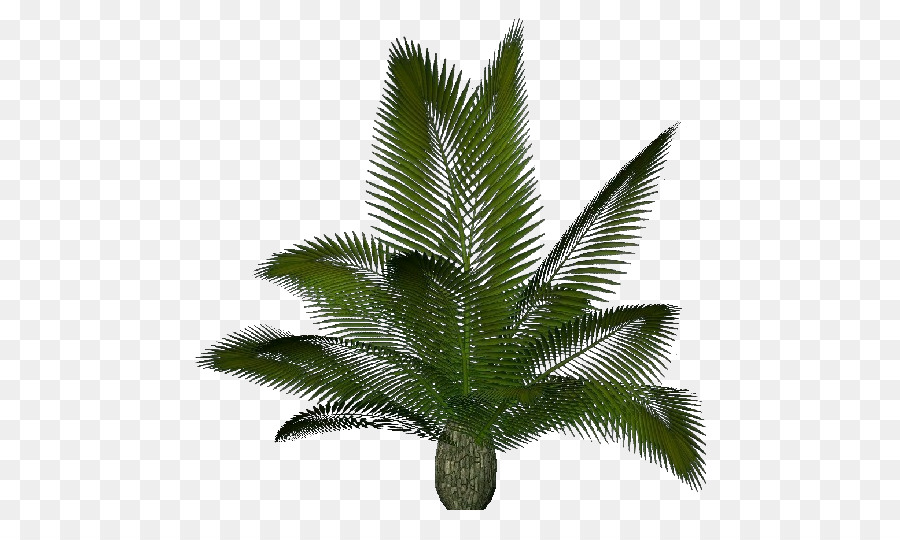 Arecaceae，Sago Palm PNG