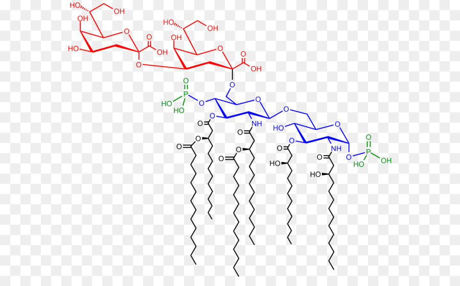 La Endotoxina，Saccharolipid PNG