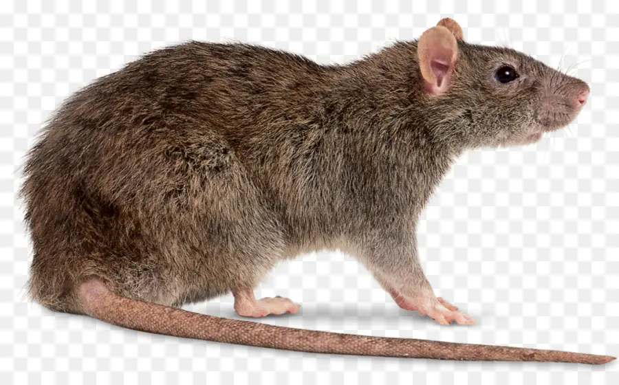 Ratón，Brown Rata PNG