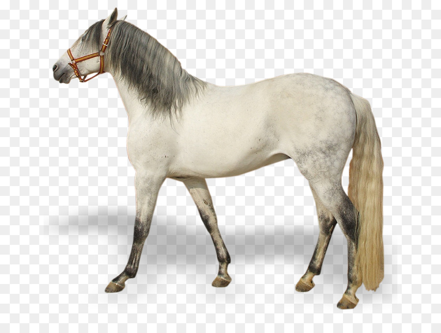 Mustang，Pony PNG