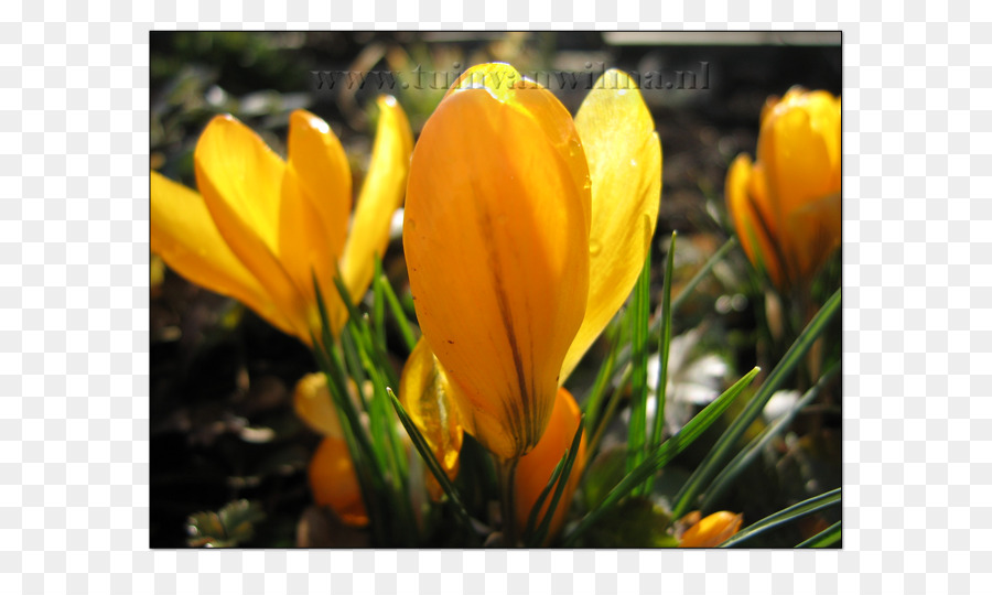 Crocus，Amarillo PNG