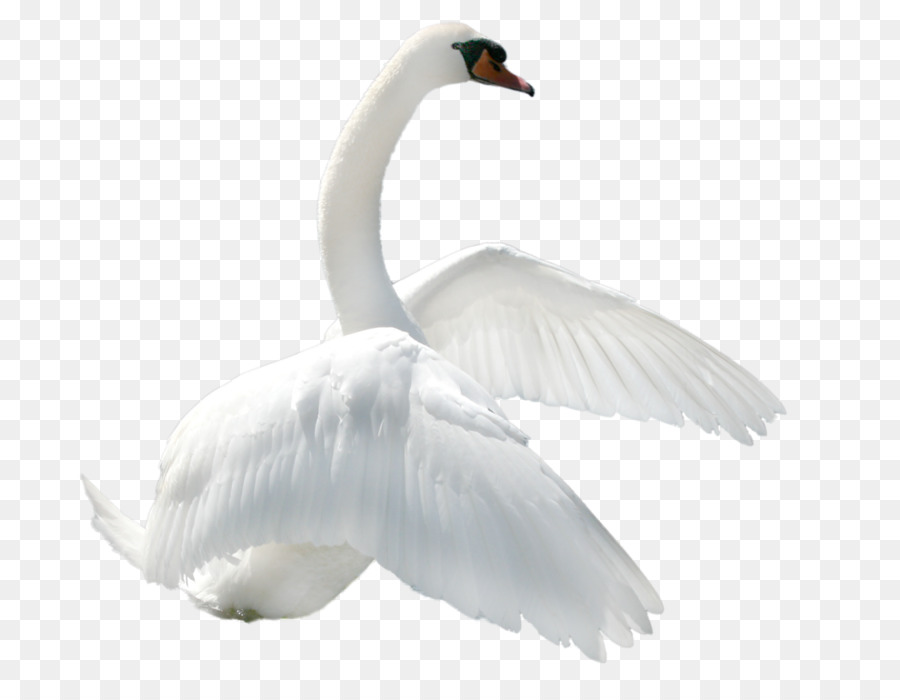 Cisne，Blanco PNG