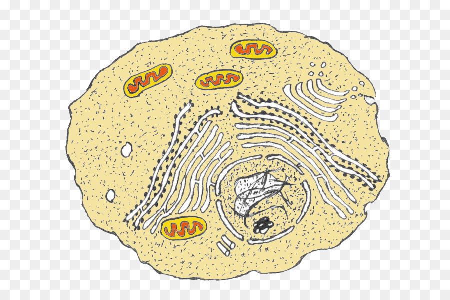 Diagrama De Celdas，Organelos PNG