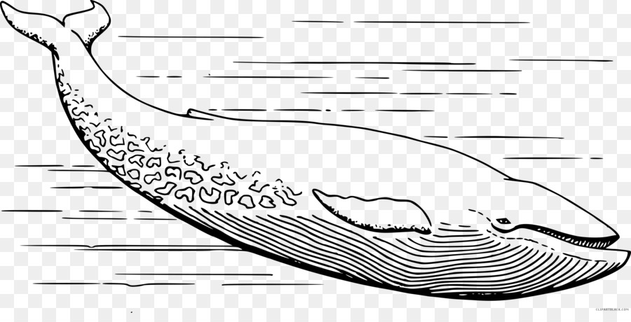La Ballena Azul，Cetacea PNG