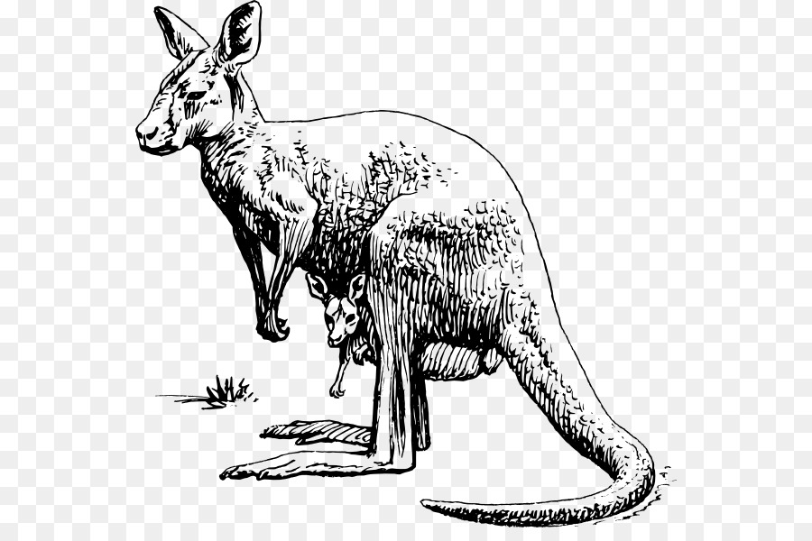 Canguro，Marsupial PNG