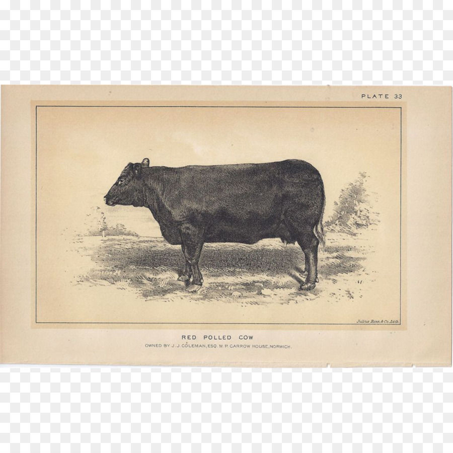 Vaca，Animal PNG