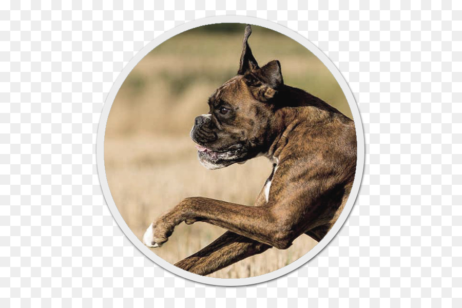 Boxer，Bullenbeisser PNG