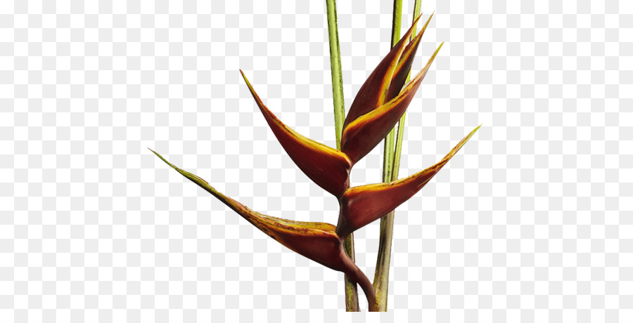 Flor De Heliconia，Tropical PNG