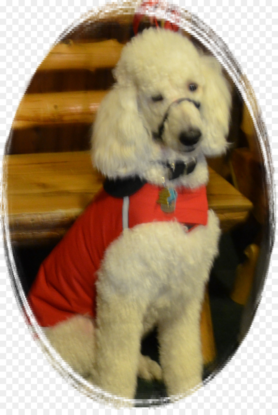 Poodle Estándar，En Miniatura Caniche PNG