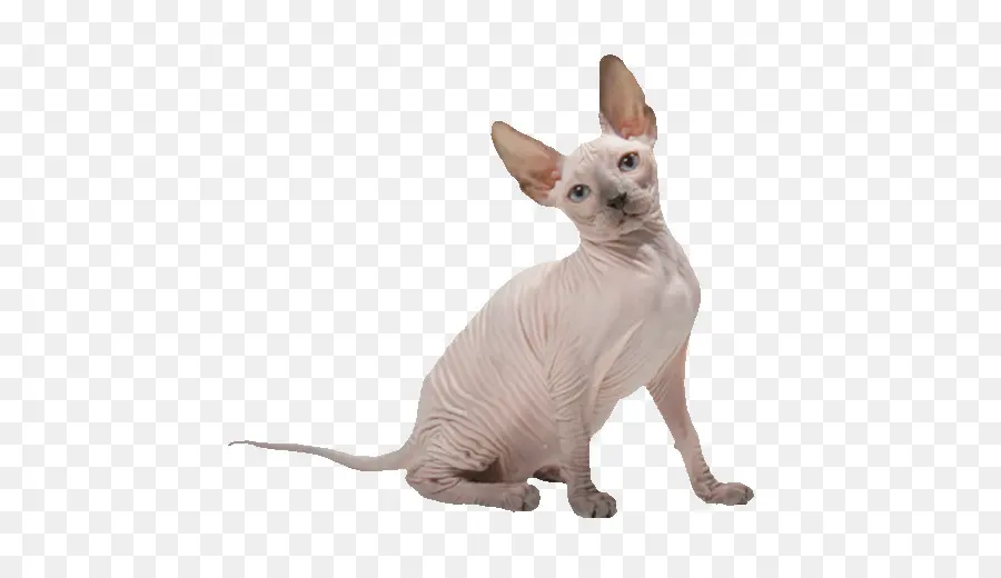 Gato Sphynx，Donskoy PNG