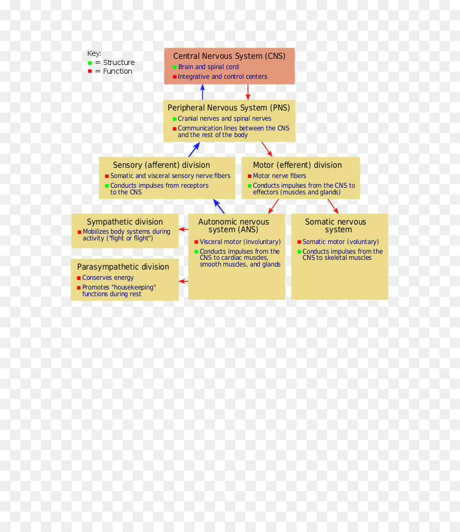 Sistema Nervioso，Diagrama PNG