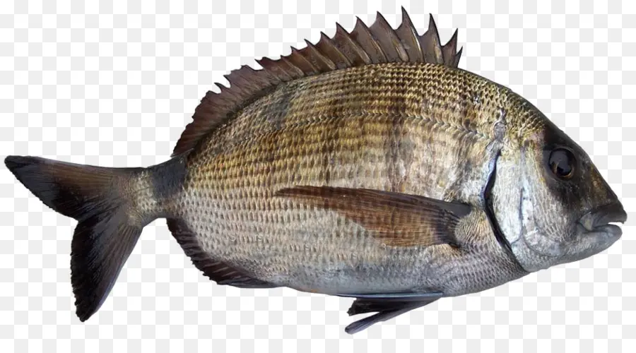 La Tilapia，Sheephead Dorada PNG