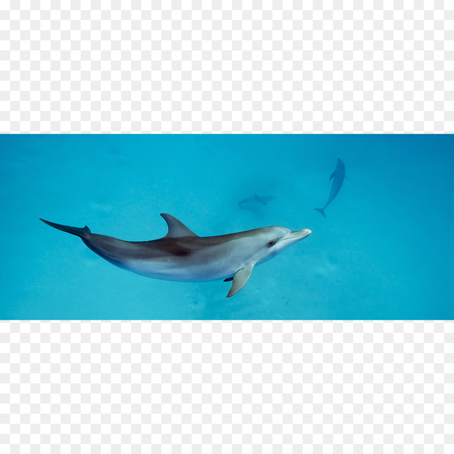 Spinner Dolphin，Común Delfín Nariz De Botella PNG