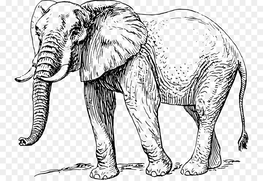 Elefante，Fauna PNG