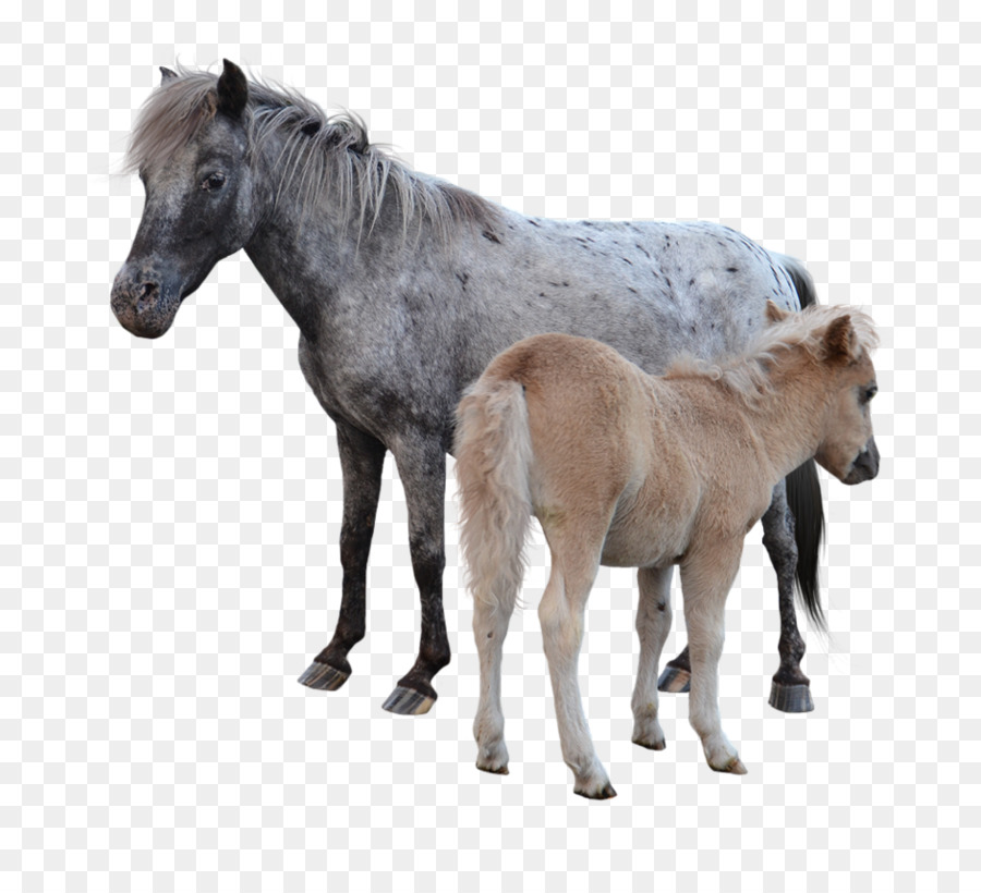 American Caballo Miniatura，Pony PNG