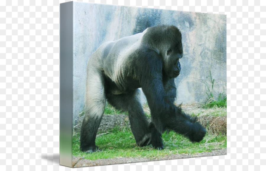 Occidental Gorila，Chimpancé PNG