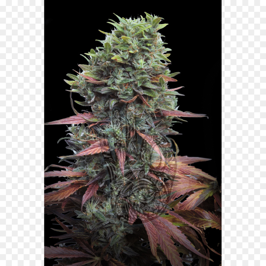 El Cannabis，Cannabis Sativa PNG