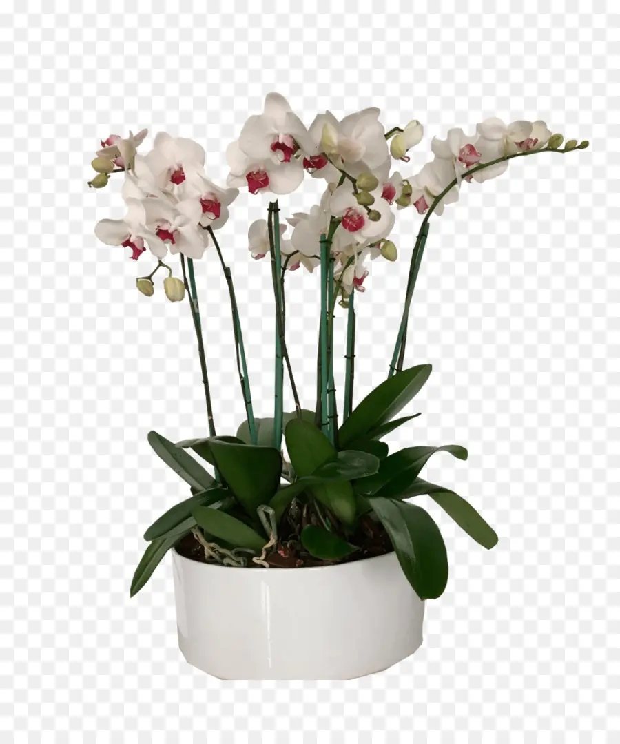 La Polilla De Las Orquídeas，Maceta PNG
