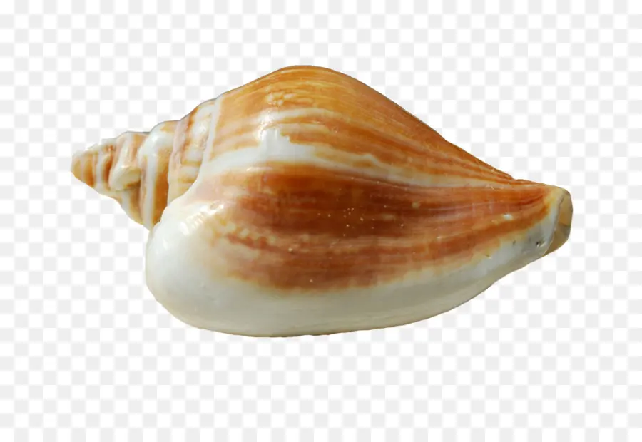 Conchology，Shankha PNG