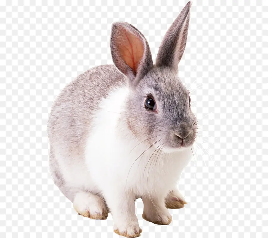 Conejo，Conejito PNG