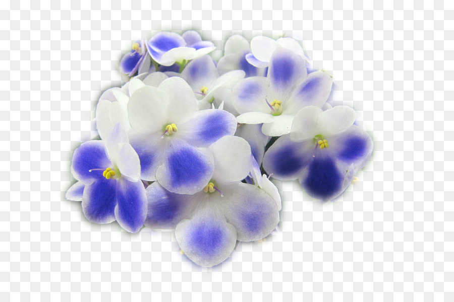 Flores Moradas，Florecer PNG