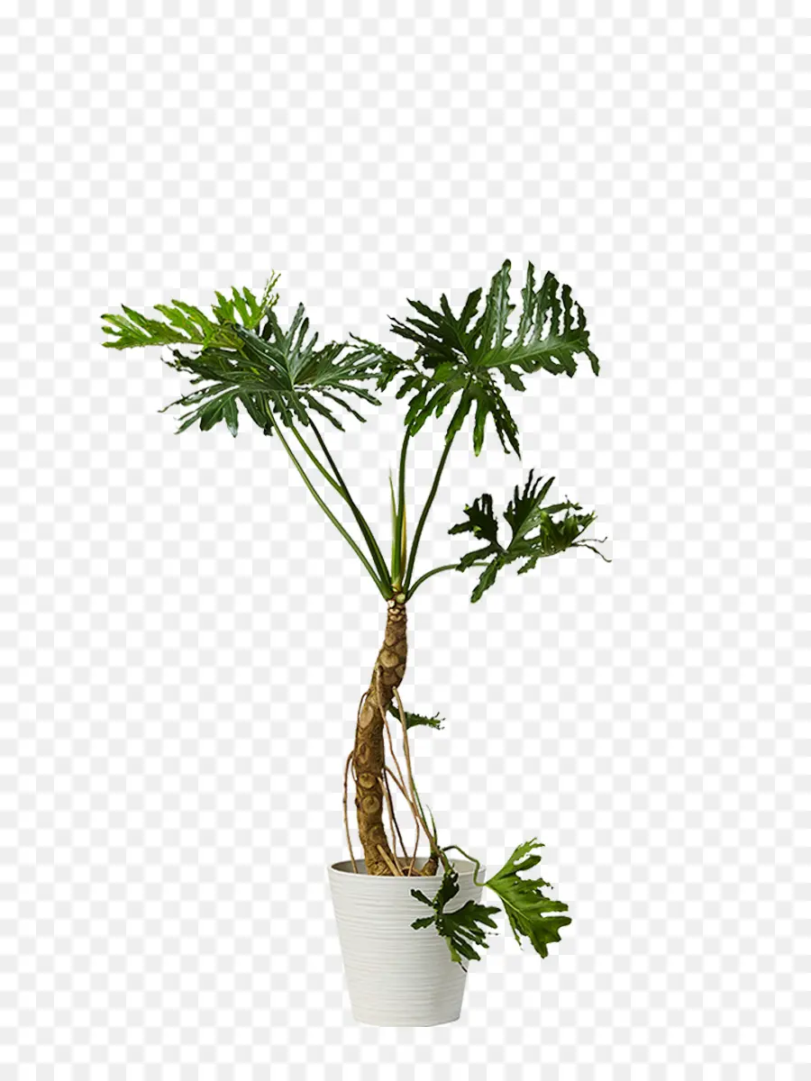 Arecaceae，Planta De Casa PNG