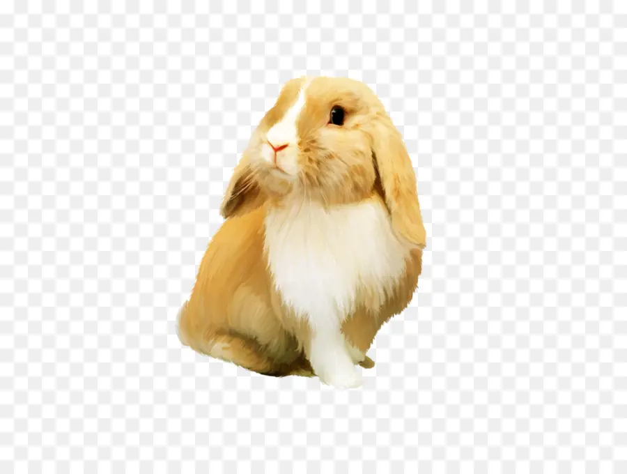 Lindo Conejito，Conejo PNG