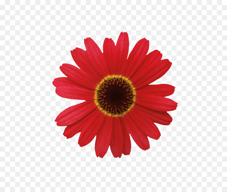 Flor Roja，Flor PNG