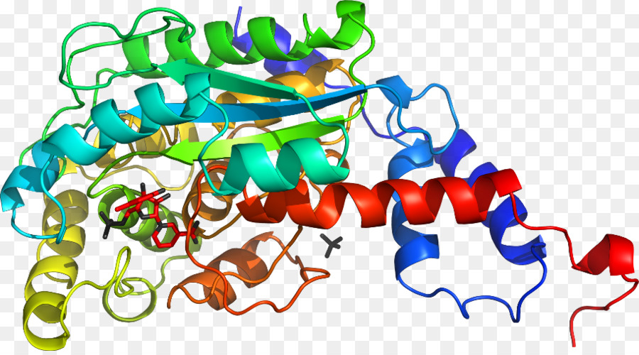 Estructura De La Proteína，Molécula PNG