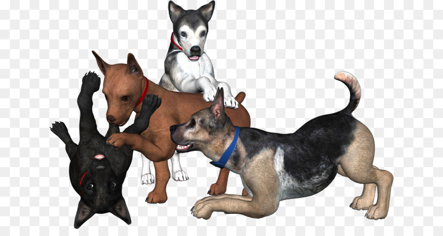 Raza De Perro，Cachorro PNG