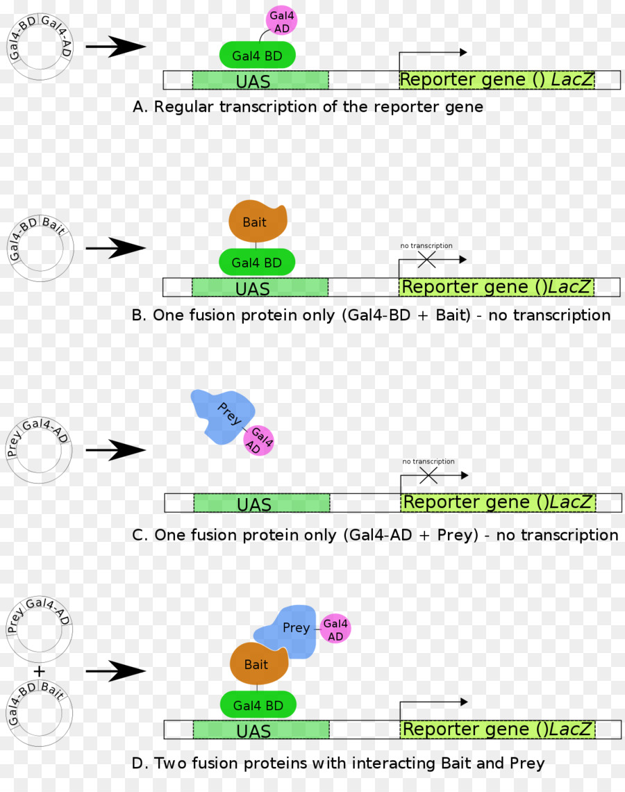 Twohybrid De Detección，Betagalactosidase PNG