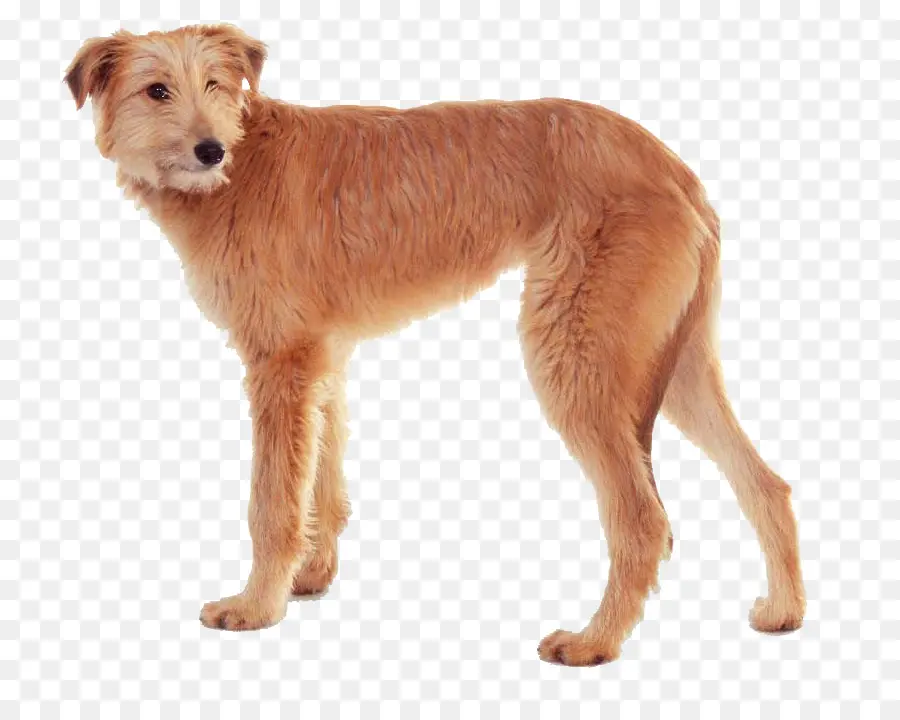 Raza De Perro，Irish Terrier PNG