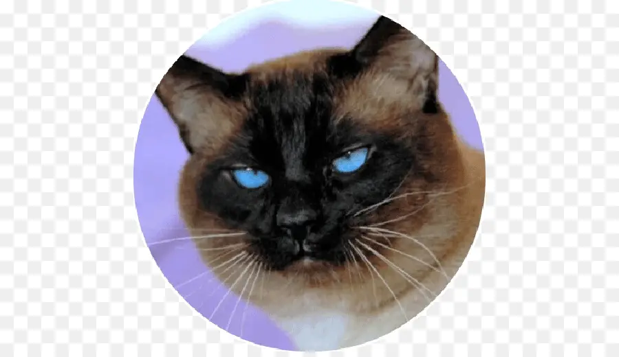 Gato，Mascota PNG