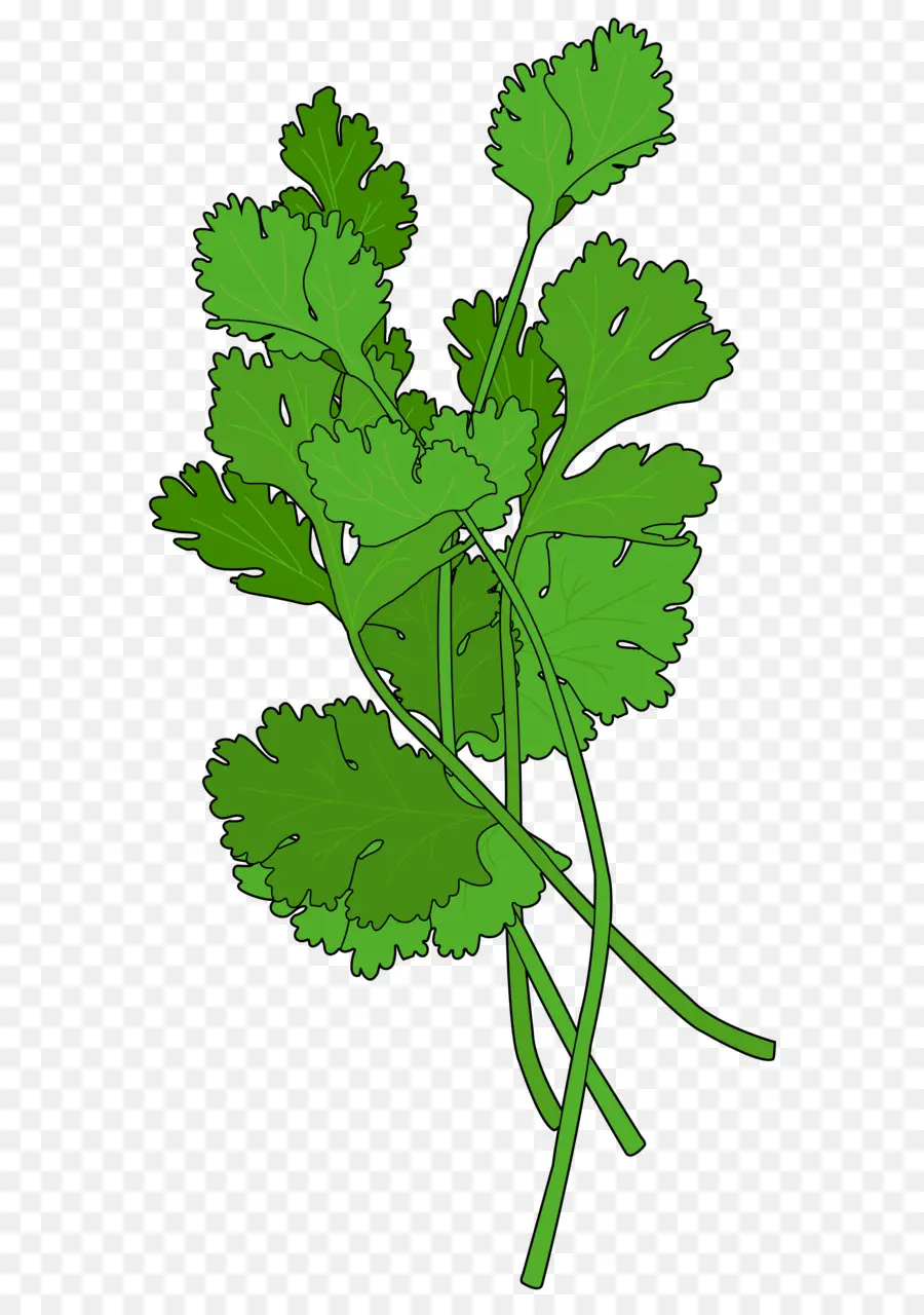 Cilantro，Verde PNG