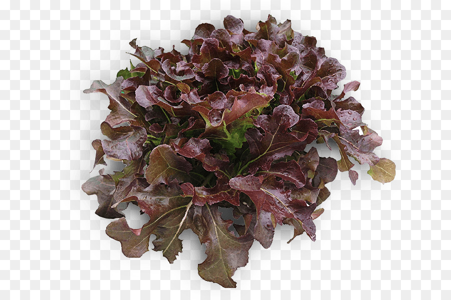 Lechuga Roja，Frondoso PNG