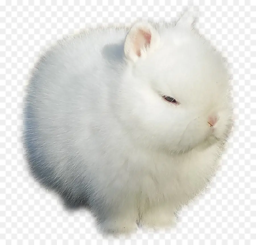 Conejo De Angora，Armiño PNG