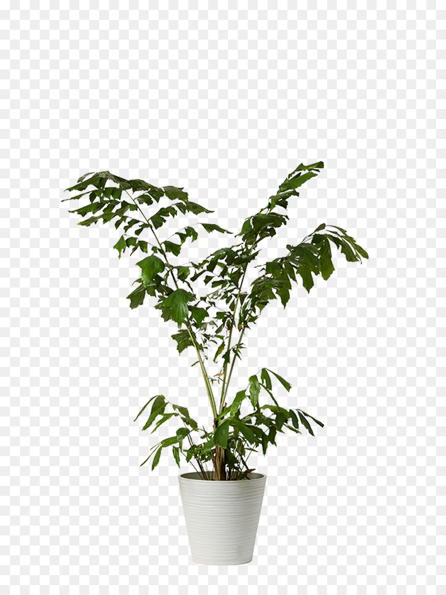 Ficus Microcarpa，Planta De Interior PNG