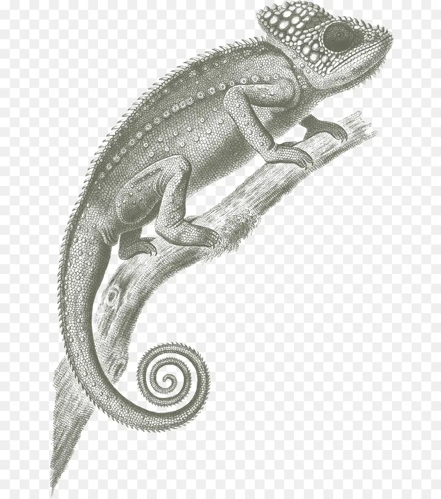 Camaleón，Reptil PNG