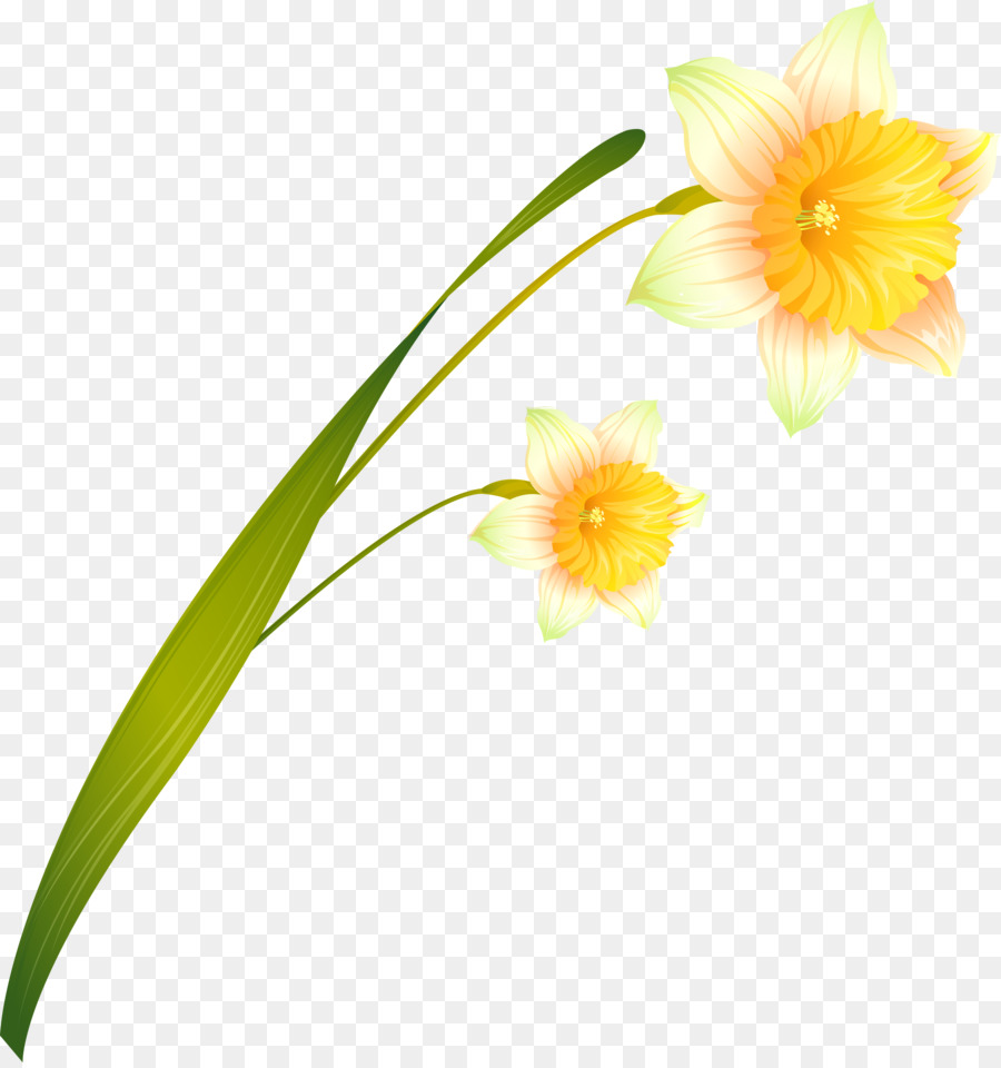 Narciso，Las Flores Cortadas PNG