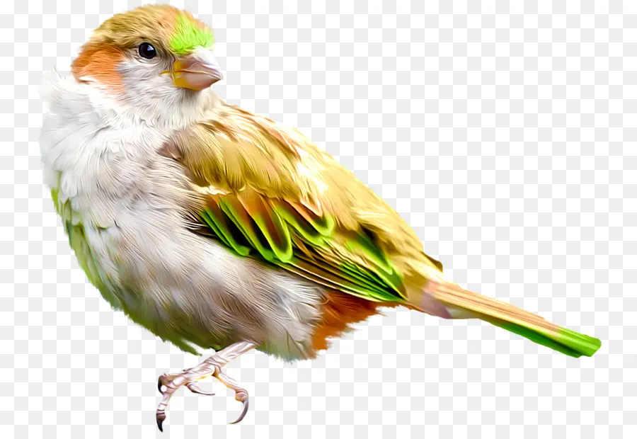 Pájaro Colorido，Plumas PNG