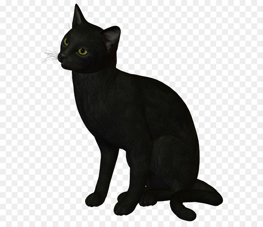 Gato Negro，Bombay Gato PNG